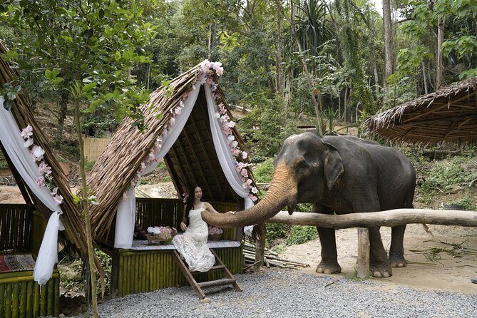 Half day with Elephants at Patong Elephant Hug No ride No trick - Good To Know