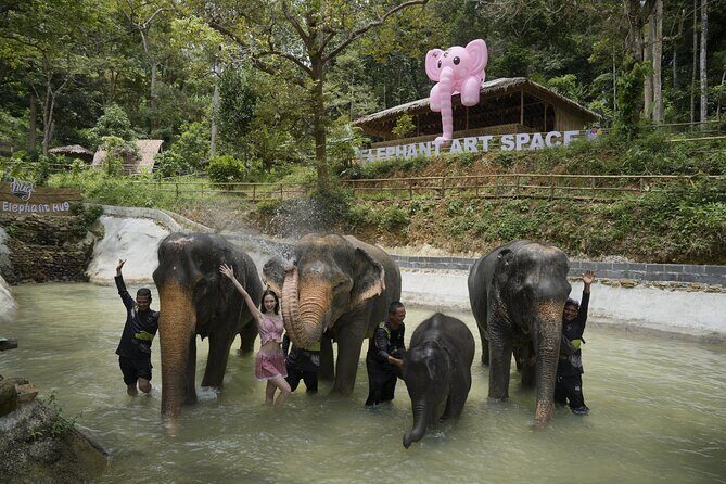 Half day with Elephants at Patong Elephant Hug No ride No trick - The Review Spectrum: Authentic Feedback