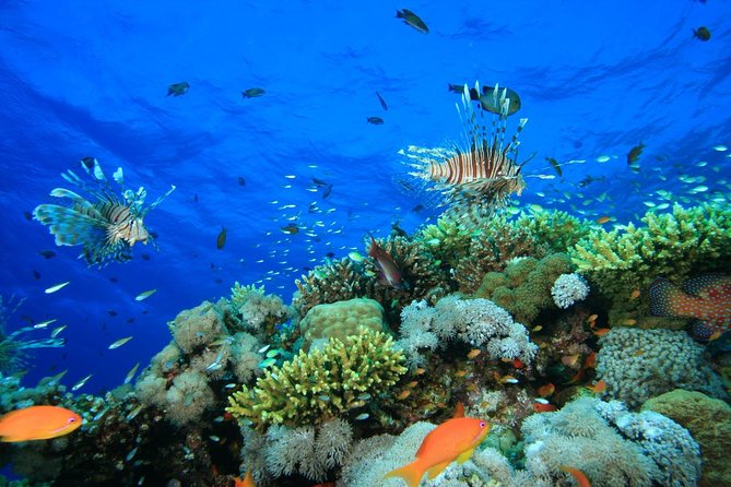 Half or Full Day Boat Trip in Dahab - Cruise Options