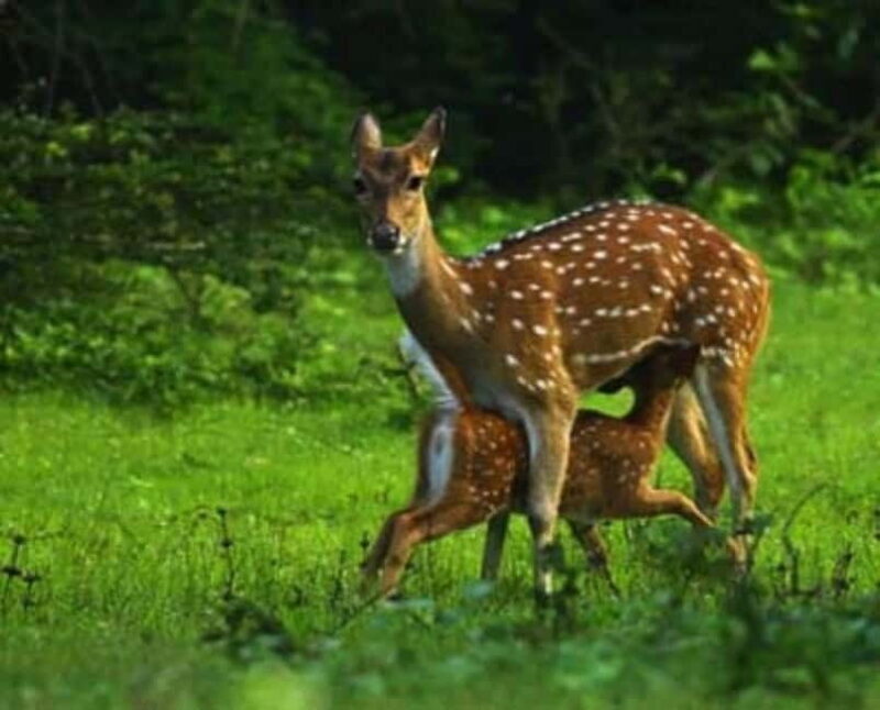 HalfDay Jeep Safari in Minneriya National Park - A Closer Look at the Safari Experience