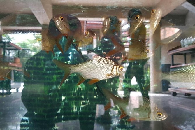 Halfday Join Tour Bangkok Countryside & Bird Watching Experience With Lunch - Important Information