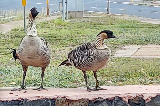 Halfway to Hana Private Tour Maui BlackBeach Waterfalls Turtles - The Itinerary: What You Can Expect from This Maui Adventure