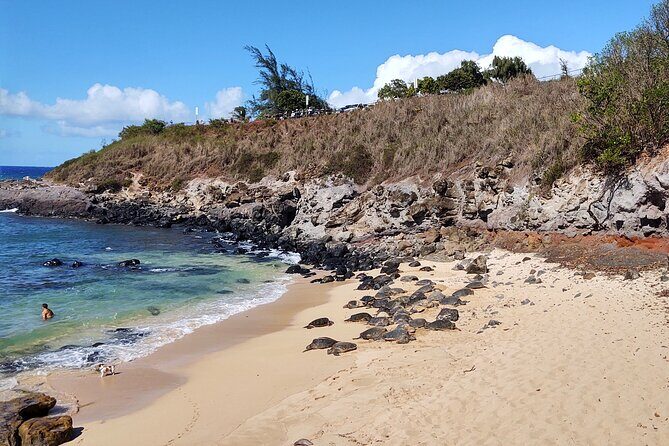 Halfway to Hana Private Tour Maui BlackBeach Waterfalls Turtles - The Sum Up: Is This Tour for You?