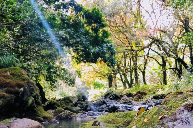 Halfway to Hana Tour of Maui Black Sand Beach Waterfalls Turtles - Inclusions