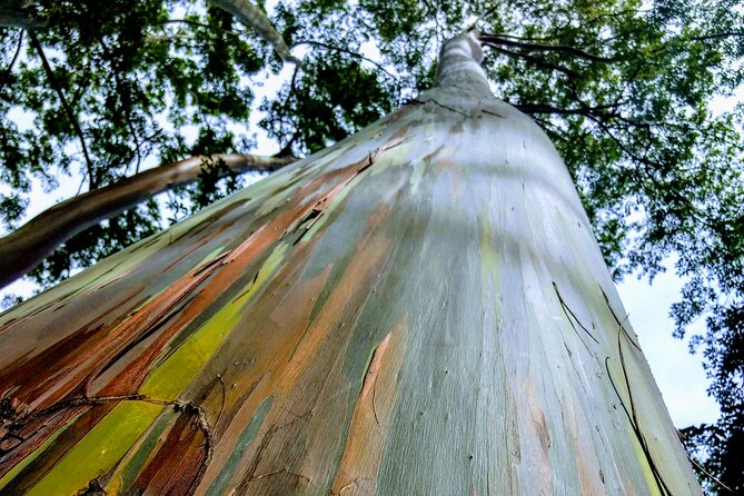 Halfway to Hana Tour of Maui Black Sand Beach Waterfalls Turtles - Meeting and Pickup