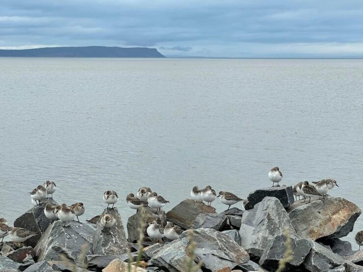 Halifax: Peggys Cove, Lunenburg, and Annapolis Valley Tour - Good To Know