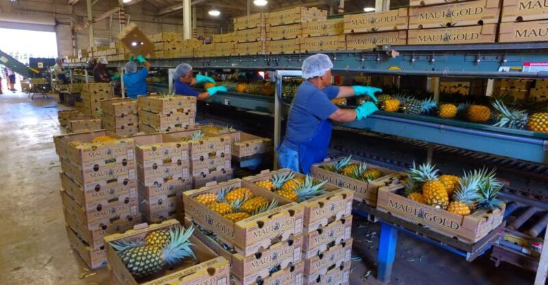 Hali'imaile: Pineapple Farm Tour - The Sum Up