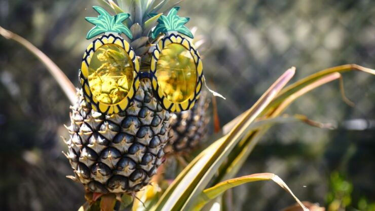 Hali'imaile: Pineapple Farm Tour - Visitor Reviews and Feedback