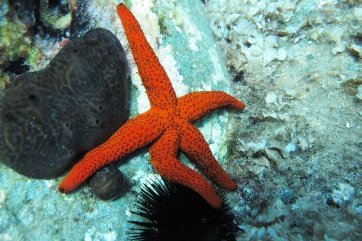 Halkidiki-Kassandra: 5-Hour Scuba Beginner Diving Class - Good To Know