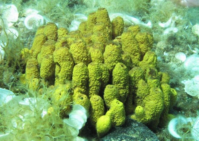 Halkidiki-Kassandra: 5-Hour Scuba Beginner Diving Class - Program Description