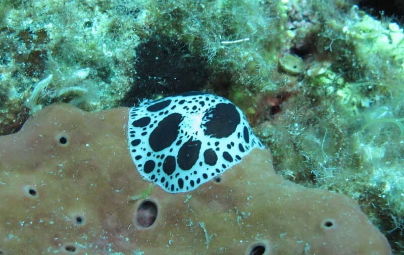 Halkidiki-Kassandra: Scuba Diving for Beginners - Practical Details and Tips