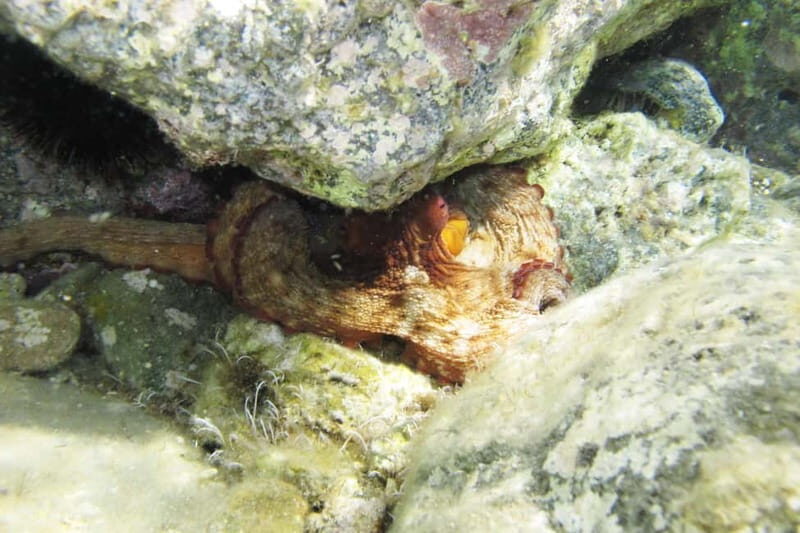 Halkidiki-Kassandra: Scuba Diving for Beginners - Final Thoughts