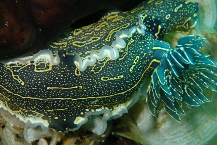 Halkidiki:Diving for Certified Divers in Kassandra - Location Details