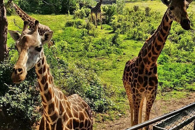 Haller Park Half-Day Tour From Mombasa - Good To Know