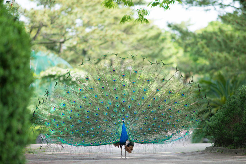 Hallim Park ticket in Jeju - Make the coastal views part of the visit