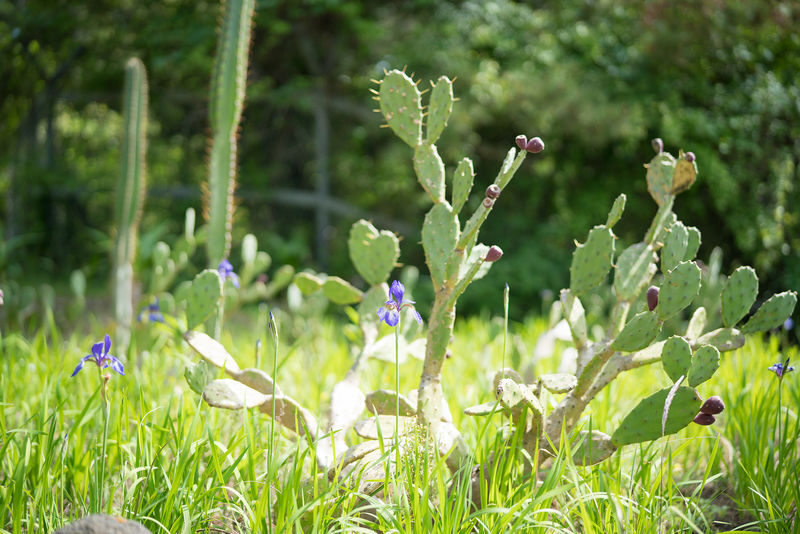 Hallim Park ticket in Jeju - Ticket value and useful details