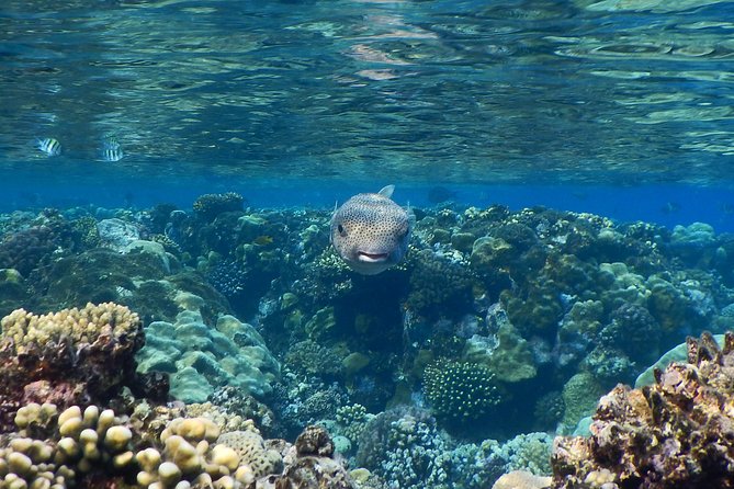 Hamata and Qulaan Islands Snorkeling Sea Trip With Transfer, Lunch - Marsa Alam - Snorkeling Locations