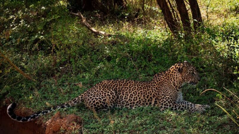 Hambantota: All Inclusive Yala National Park Block 1 Safari - Detailed Breakdown of the Tour