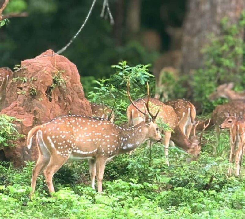 Hambantota: All Inclusive Yala National Park Block 1 Safari - Frequently Asked Questions