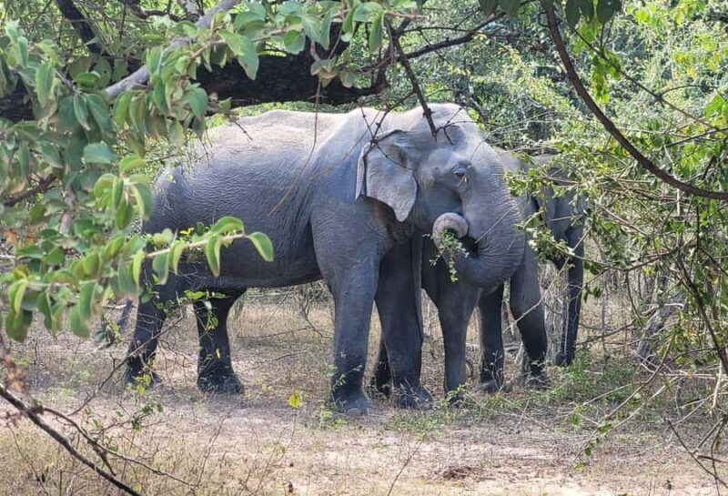 Hambantota Port Cruise: Yala Safari (Shore Excursion) - Good To Know