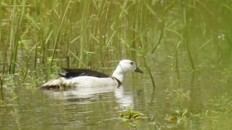 Hambantota Port Cruise: Yala Safari (Shore Excursion) - An In-Depth Look at the Yala Safari Experience