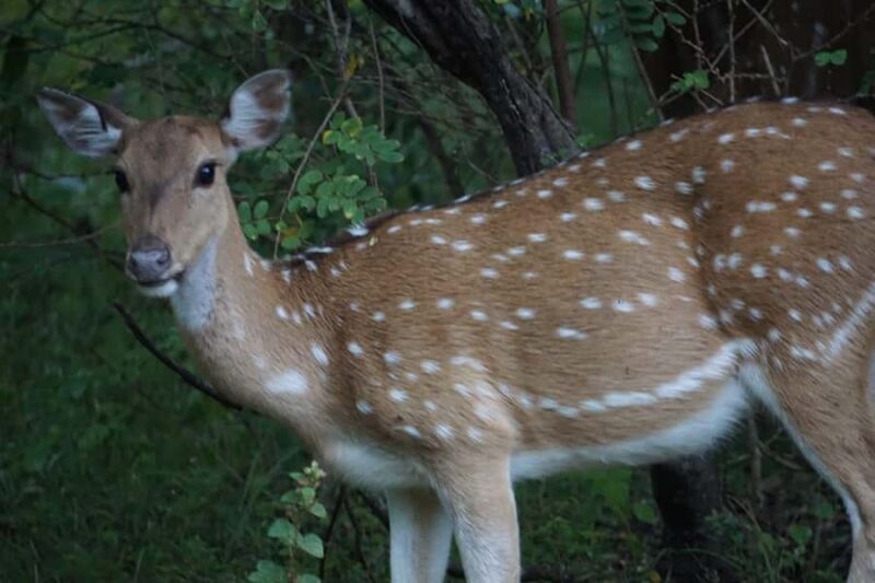 Hambantota Port Cruise: Yala Safari (Shore Excursion) - How the Tour Unfolds: A Deep Dive