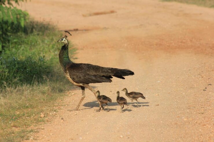 Hambantota Port Cruise: YALA Wildlife Safari (6 Hours) - Pricing and Cancellation Policy