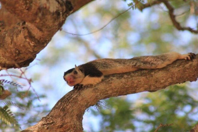 Hambantota Port Cruise: YALA Wildlife Safari (6 Hours) - Detailed Itinerary