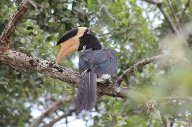Hambantota Port Cruise: YALA Wildlife Safari (6 Hours) - Transportation Options