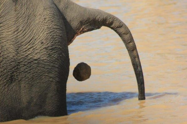 Hambantota Port Cruise: YALA Wildlife Safari (6 Hours) - Operator Information