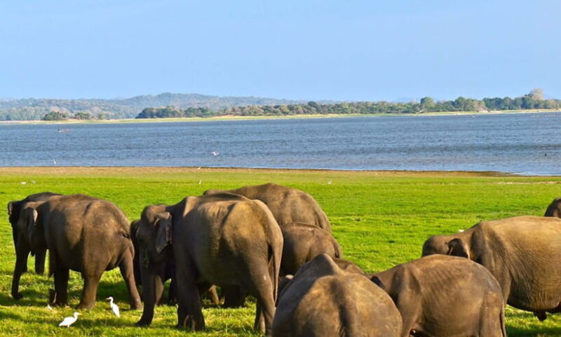 Hambantota Port: Udawalawe Safari Tour & Transit Home Visit - Practical Tips for Making the Most of Your Tour