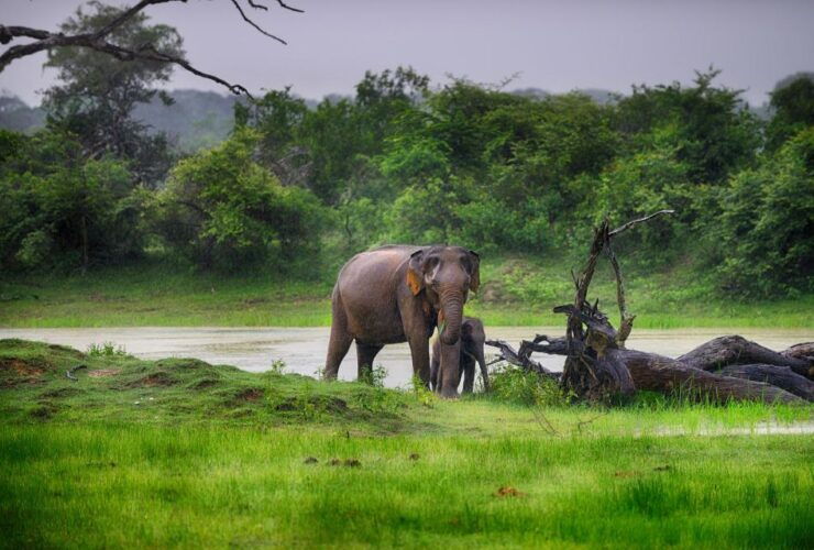 Hambantota Port: Yala National Park Wildlife Safari in a 4x4 - Safari Experience