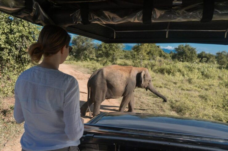 Hambantota: Udawalawe and Elephant Transit Home Day Trip - Activity Details