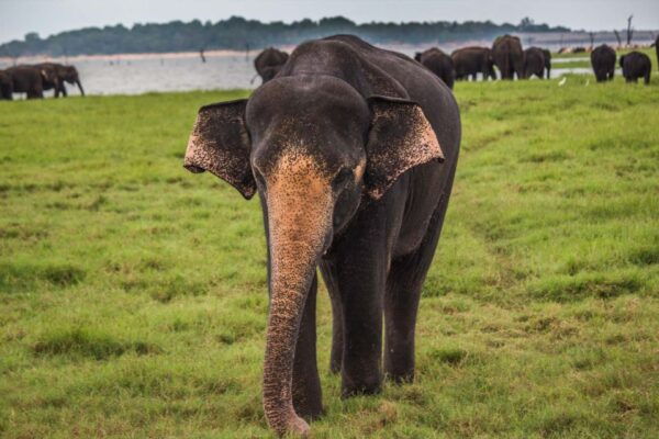 Hambantota: Udawalawe Safari and Elephant Transit Home Trip - Tips and Recommendations