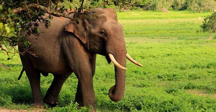 Hambantota: Udawalawe Safari & Elephant Orphanage Tour - Good To Know