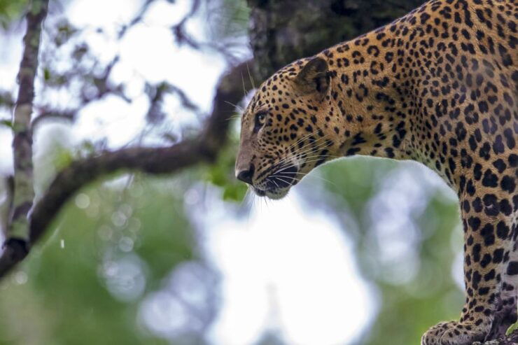 Hambantota: Yala National Park Wildlife Safari in a 4x4 - Activity Details