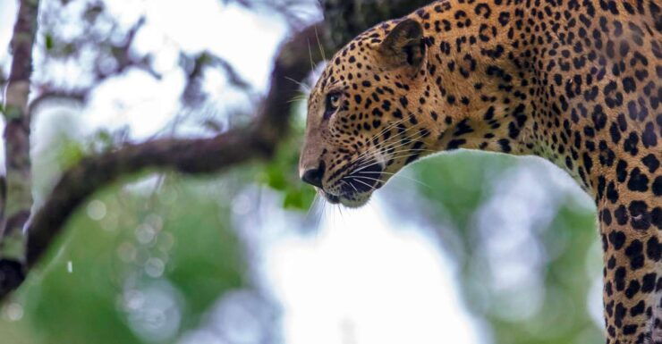 Hambantota: Yala National Park Wildlife Safari in a 4x4 - Wildlife Experience