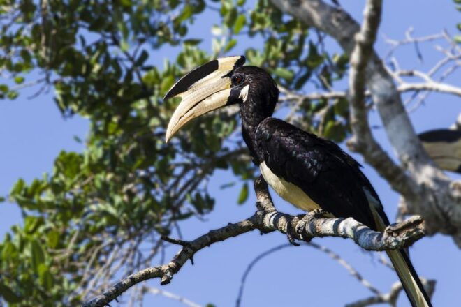 Hambantota: Yala National Park Wildlife Safari in a 4x4 - Customer Testimonials