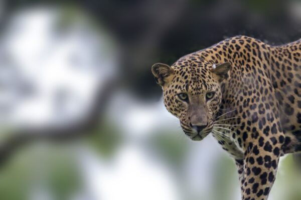 Hambantota: Yala National Park Wildlife Safari in a 4x4 - Common Questions