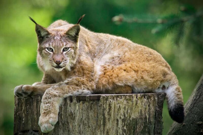 Hamburg: Altes Land Private Nature and Agriculture Tour - An In-Depth Look at the Altes Land Private Tour