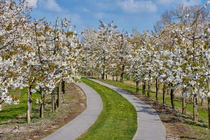 Hamburg: Altes Land Private Nature and Agriculture Tour - Detailed Breakdown of the Tour Experience