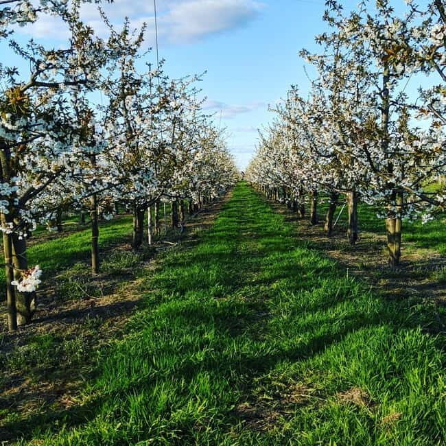 Hamburg Country Side - Altes Land - Who is This Tour Best For?