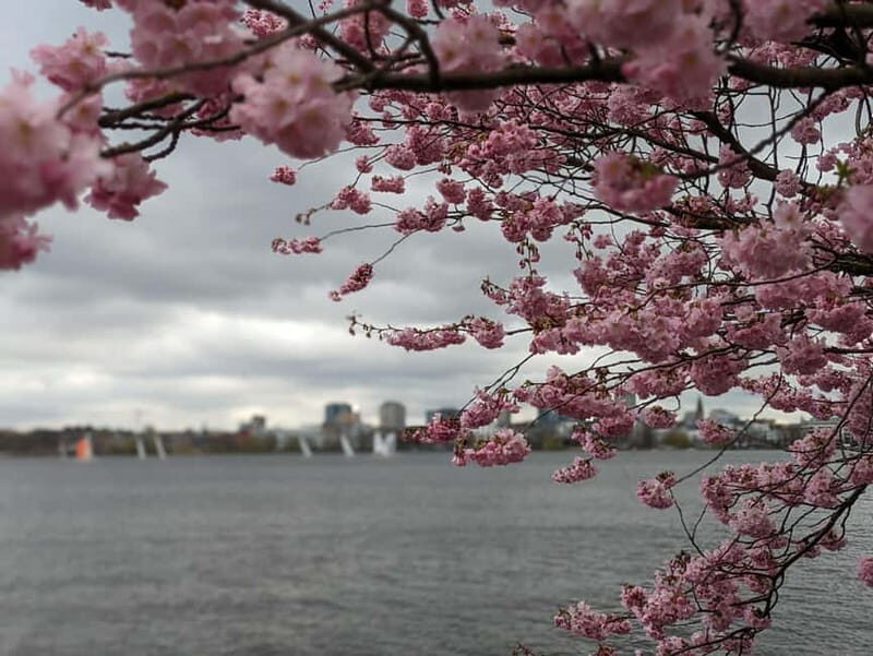 Hamburg Van Tour - Spring Special - What Makes the Hamburg Van Tour in Spring Special?