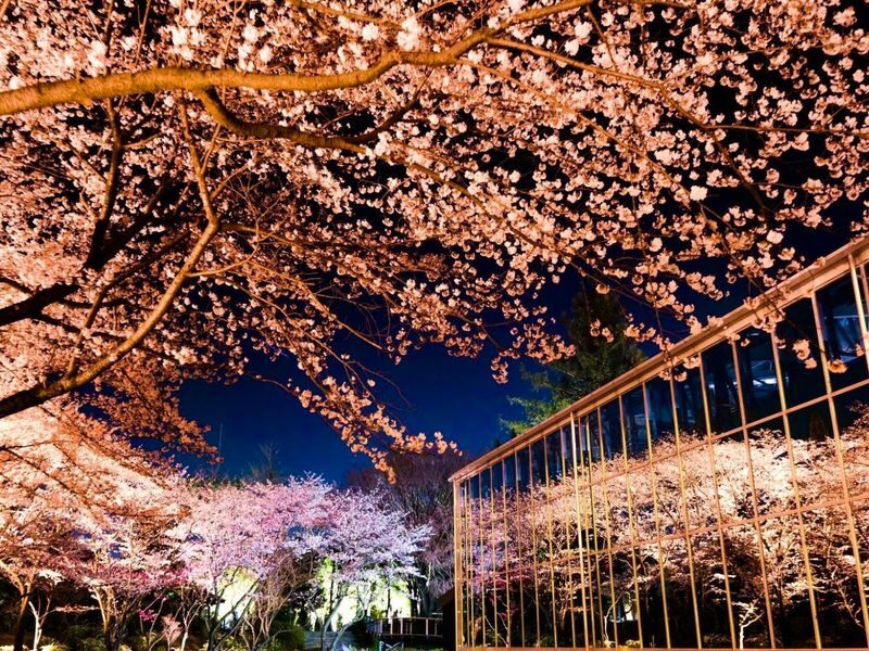 "HANA-BIYORI" A New Sensation Flower Park in Tokyo - Otters and more than 1,200 fish