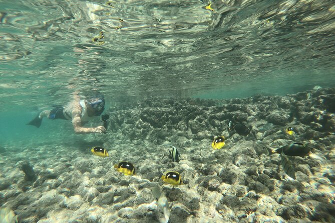 Hanauma Bay Guided Snorkeling Tour - Tour Inclusions