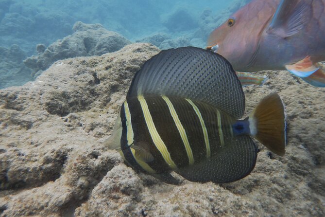 Hanauma Bay Guided Snorkeling Tour - Meeting and Pickup
