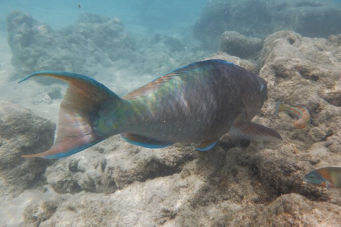 Hanauma Bay Guided Snorkeling Tour - Expectations and Accessibility