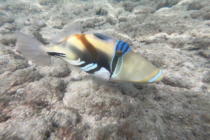 Hanauma Bay Guided Snorkeling Tour - Cancellation Policy