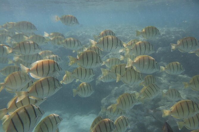 Hanauma Bay Guided Snorkeling Tour - Important Notes