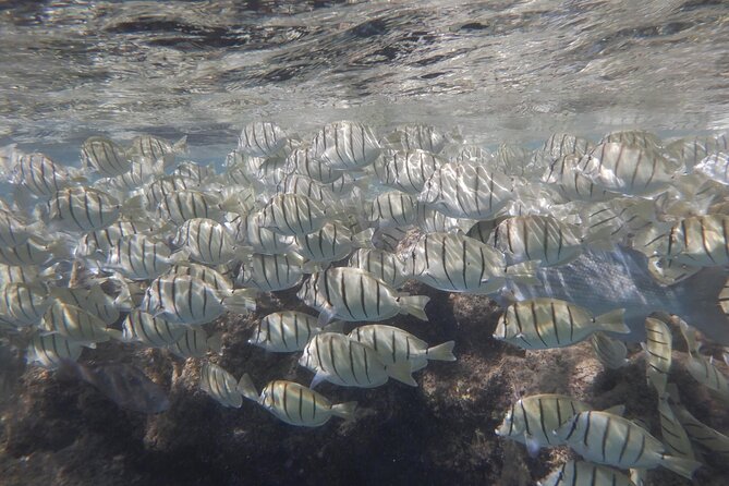 Hanauma Bay Guided Snorkeling Tour - Bottled Water and Equipment Provided